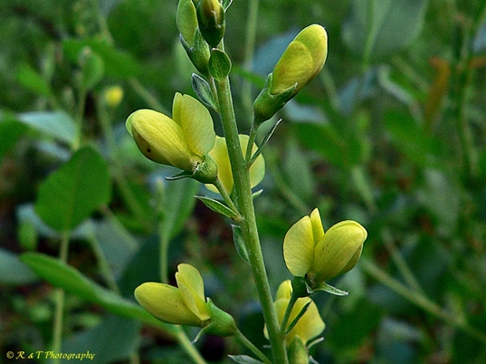 {Baptisia simplicifolia}